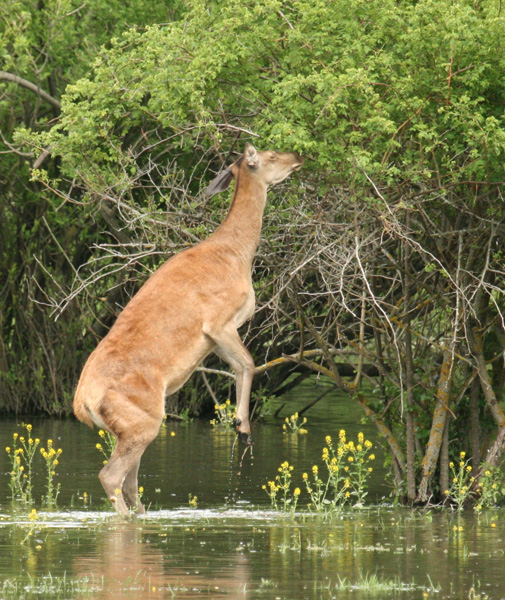 PASSIONE PER IL CERVO